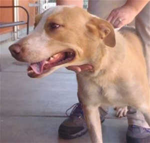 This 1-year-old female shepherd mix is in kennel No. 7, ID No. 40562. Photo courtesy of Lake County Animal Care and Control. 7tanshep