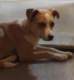 This male terrier mix is in kennel No. 9, ID No. 2742. Photo courtesy of Lake County Animal Care and Control. 7tanterriermix