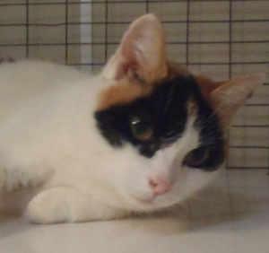 “Tinker Bell” is a female adult domestic short hair mix in cat room kennel No. 80, ID No. 1082. Photo courtesy of Lake County Animal Care and Control. 80tinkerbell