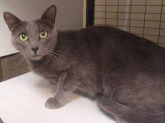 This young female domestic short hair mix cat is in cat room kennel No. 83, ID No. 2687. Photo courtesy of Lake County Animal Care and Control. 83graycatgreeneyes