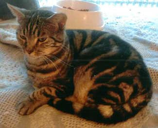 “Cobby” is an adult female domestic short hair with tabby markings in cat room kennel No. 88a, ID No. 1171. Photo courtesy of Lake County Animal Care and Control. 88acobby