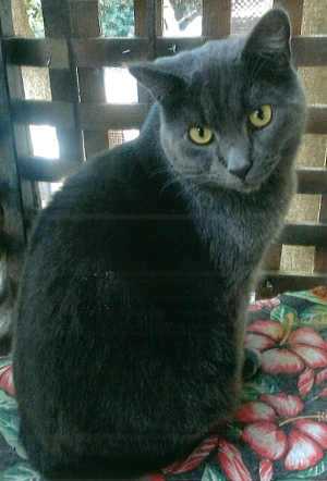 'Grey Bear' is a male adult domestic short hair mix cat in cat room kennel No. 88b, ID no. 1172. Photo courtesy of Lake County Animal Care and Control. 88bgreybear