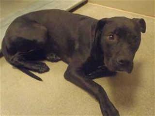 This 9-month-old female boxer mix is in kennel No. 8, ID No. 40635. Photo courtesy of Lake County Animal Care and Control. 8blackboxer