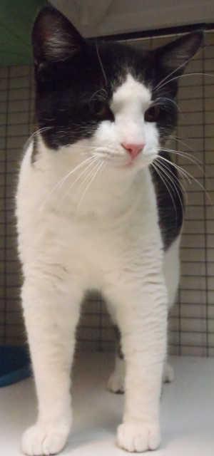This male domestic short hair mix is in cat room kennel No. 8, ID No. 1755. Photo courtesy of Lake County Animal Care and Control. 8bwcowcat