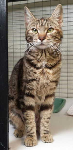 This female domestic short hair mix is in cat room kennel No. 8, ID No. 2141. Photo courtesy of Lake County Animal Care and Control. 8graytabbyfemale