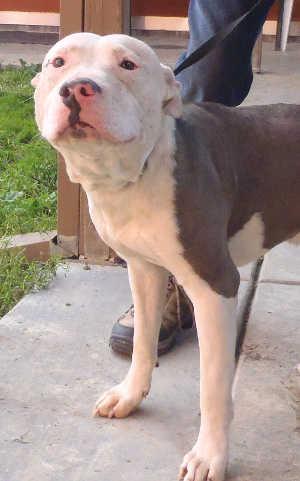 “King” is a male pit bull terrier mix in kennel No. 8, ID No. 1511. Photo courtesy of Lake County Animal Care and Control. 8kingpitmix