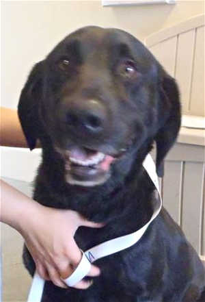 “Marshall” is a male Labrador Retriever mix is in kennel No. 8, ID No. 578. Photo courtesy of Lake County Animal Care and Control. 8marshall