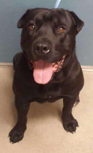 This male Rottweiler-Shar Pei mix is in kennel No. 8, ID No. 1983. Photo courtesy of Lake County Animal Care and Control. 8sharpeirott