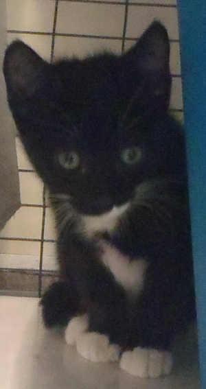 This male kitten is in cat room kennel No. 95a, ID No. 918. Photo courtesy of Lake County Animal Care and Control. 95atuxkitty