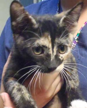 The female kitten is in cat room kennel No. 95d, ID No. 921. Photo courtesy of Lake County Animal Care and Control. 95dcalicokitty