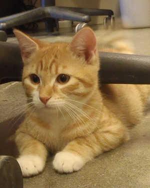 This young male domestic short hair mix is in cat room kennel No. 95, ID No. 2612. Photo courtesy of Lake County Animal Care and Control. 95orangetabbychair