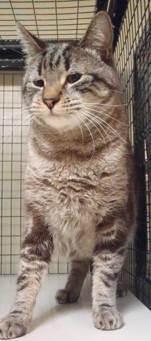 “Mokie” is a male domestic short hair mix in cat room kennel No. 98, ID No. 1746. Photo courtesy of Lake County Animal Care and Control. 98mokietab