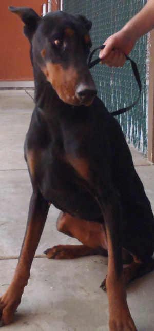 “Karma” is a female Doberman Pinscher mix in kennel No. 9, ID No. 1479. Photo courtesy of Lake County Animal Care and Control. 9karmadobie