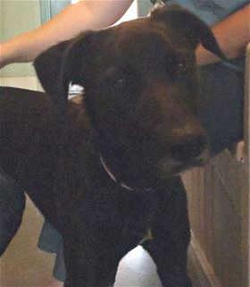 This female whippet mix is in kennel No. 9, ID No. 40453. Photo courtesy of Lake County Animal Care and Control. 9whippet