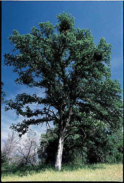amiablueoak