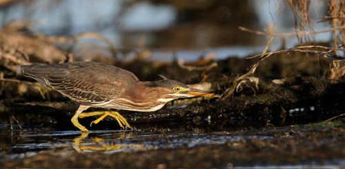barnwellgreenheron