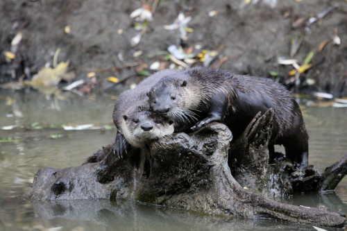 Two American River otters. Photo by Brad Barnwell. barnwellotters