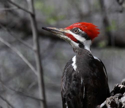 A pileated woodpecker, one of the birds expected to be counted during the annual Christmas Bird Count in Lake County, Calif., on Saturday, December 27, 2014. Photo by Brad Barnwell. barnwellpileatedwoodpecker
