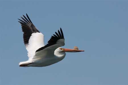 A pelican, photographed by Brad Barnwell. barnwelpelican