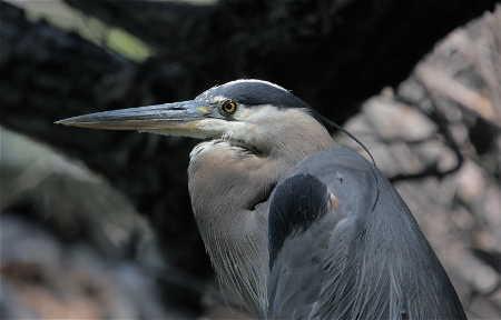 bbarnwellgreatblueheron