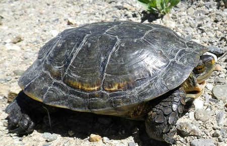 A western pond turtle on dry gravel. Photo courtesy of the California Department of Fish and Wildlife. cdfwpondturtle