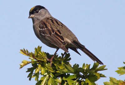 The golden-crowned sparrow, one of the 53 species of birds tested in the UC Berkeley study and a common sight in suburban areas, was revealed to be an important host of the Lyme Disease-causing bacteria Borrelia burgdorferi. Photo by Michael McCloy photo. goldencrownedsparrow