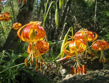 highlandspringsflowers