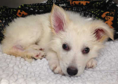 Baby Ghost, a German Shepherd puppy taken in by Lake County Animal Services that had to undergo expensive treatment for an intestinal disease. Photo courtesy of Lake County Animal Services. lcasbabyghost