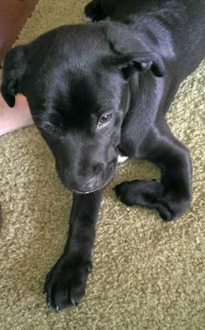 Timmy, one of Lake County Animal Services' most recent rescues, has a deformed leg. The group is raising money to get him a device that will allow him to walk and run. Photo courtesy of Lake County Animal Services. lcastimmy