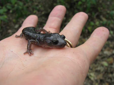 This Arboreal salamander has a prehensile tail and breathes through its skin. Photo by Christina Mann. mannsalamander1