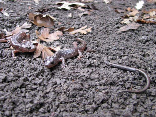 No, that’s not a discarded “tail” next to the two Arboreal salamanders. It’s actually a California Slender salamander. Photo by Christina Mann. mannsalamanders2