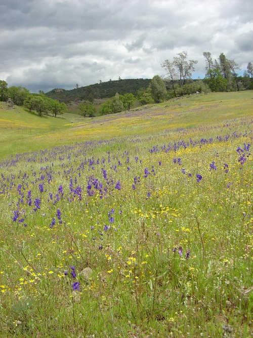 mclaughlinreserveplants