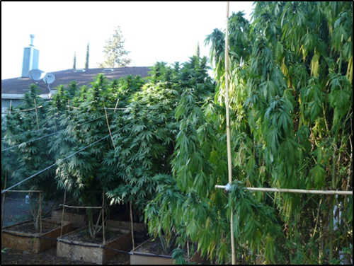 Officials in Lake County, Calif., are continuing to carry out marijuana abatements under Measure N, passed in June 2014. Photo courtesy of the county of Lake. oct2014abateupdate