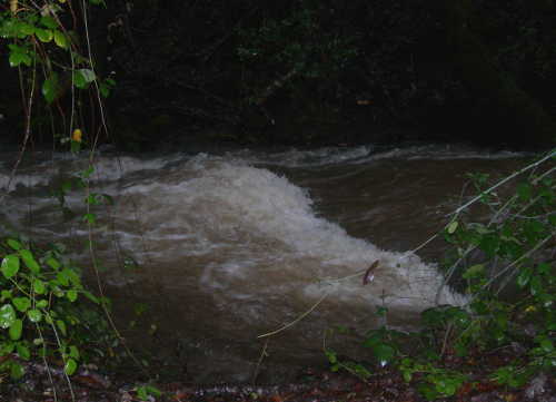 Bradford Creek in southern Lake County, Calif., is roaring after recent rains. Photo by Kathleen Scavone. scavonebradfordcreek