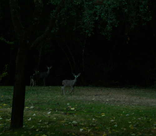 Deer under cover of night. Photo by Kathleen Scavone. scavonedeeratnight