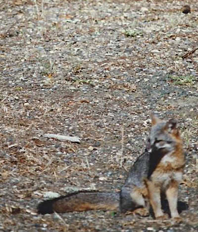 A gray fox. Photo by Kathleen Scavone. scavonegrayfox