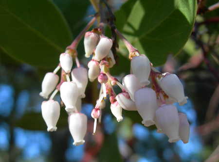 scavonemanzanitablooms