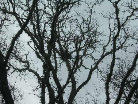 A western gray squirrel “drey” – or nest” – in southern Lake County, Calif. Photo by Kathleen Scavone. scavonesquirreldrey