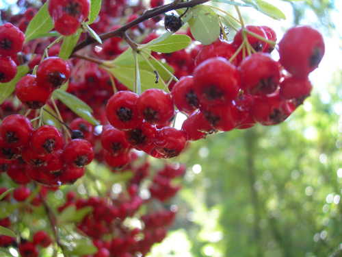 Toyon berries are a favorite food of wild turkeys in Lake County, Calif. Photo by Kathleen Scavone. scavonetoyonberries