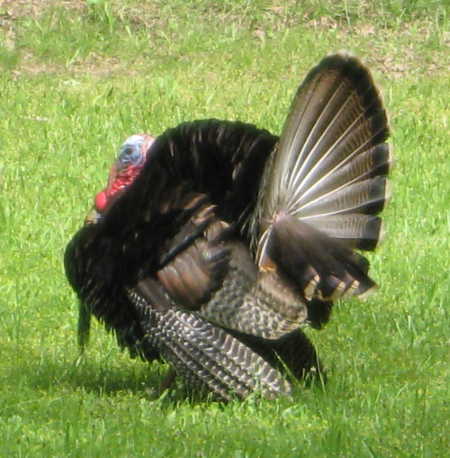 A wild turkey in Lake County, Calif. Photo by Kathleen Scavone. scavoneturkey