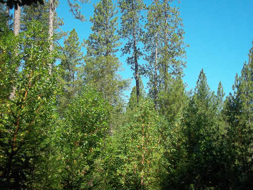 Pileated woodpeckers frequent area like the one pictured above, filled with a mix of trees. Photo by Kathleen Scavone. scavonewoodpeckertrees