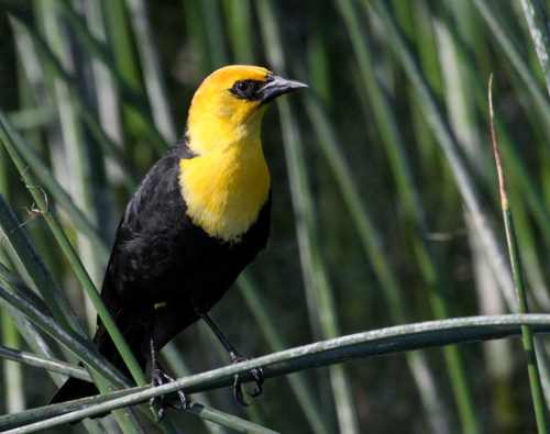 yellowheadedblackbird