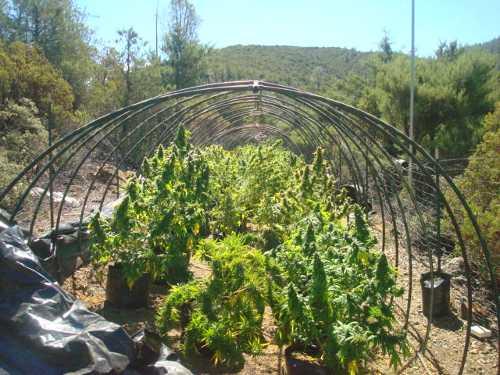 082012whitneygreenhouse