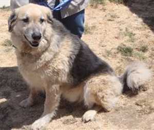 “Fuego” is a 4-year-old male shepherd mix in kennel No. 15, ID No. 33660. Photo courtesy of Lake County Animal Care and Control. 15fuegodog
