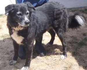 “Madi” is a 5-year-old female shepherd mix in kennel No. 15, ID No. 33658. Photo courtesy of Lake County Animal Care and Control. 15madidog