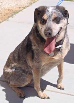“Tacoma” is a 9-year-old female blue heeler mix in kennel No. 20, ID No. 33744. Photo courtesy of Lake County Animal Care and Control. 20tacoma
