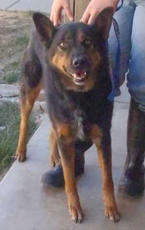 “Budah” is an 8-year-old male Rottweiler-Australian Shepherd mix in kennel No. 4, ID No. 33848. Photo courtesy of Lake County Animal Care and Control. 4budah