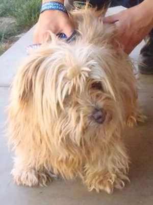“Lucy” is a 13-year-old female terrier-poodle mix in kennel No. 5a, ID No. 33868. Photo courtesy of Lake County Animal Care and Control. 5alucydog