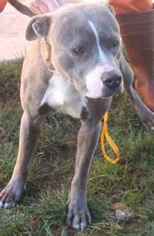 This 1-year-old male pit bull terrier mix is in kennel No. 11, ID No. 35318. Photo courtesy of Lake County Animal Care and Control. 11malepitbull