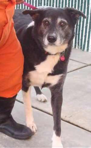 “Sasha” is a 10-year-old border collie mix in kennel No. 12, ID No. 35388. Photo courtesy of Lake County Animal Care and Control. 12sashadog